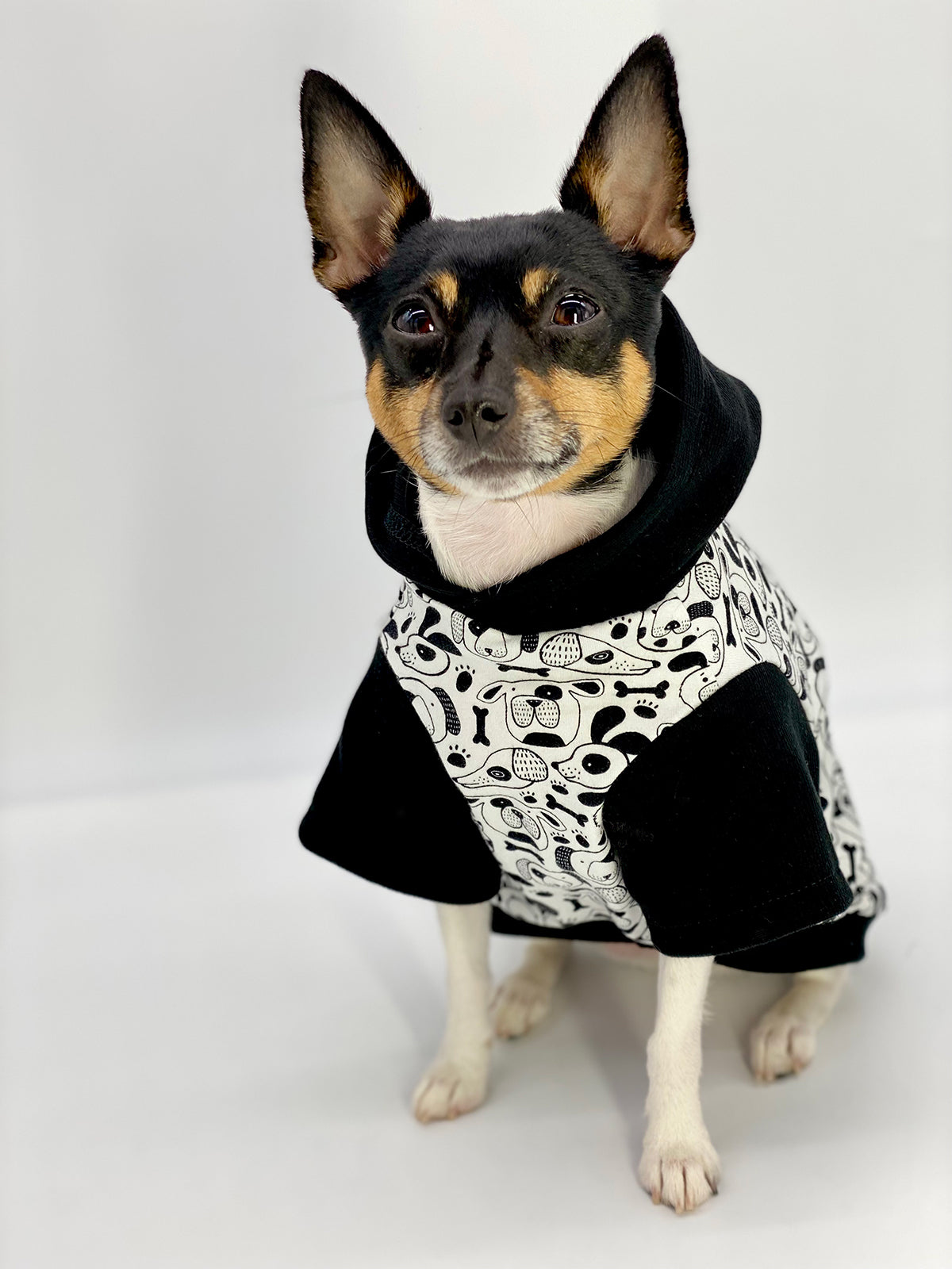 Pawsh Fashion